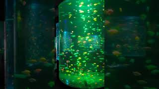 beautiful fish colourful fishlantern fish  jellyfish light emitting fish machaliwater 24 [upl. by Eetsirk6]