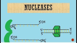 Nucleases  Exonucleases  Endonucleases [upl. by Leiram]