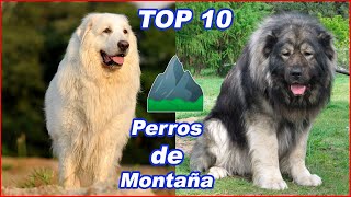 TOP 10 razas de perros de MONTAÑA🐕‍🦺 [upl. by Ahsiuqal]