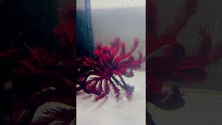 Crinoid dance [upl. by Noned454]