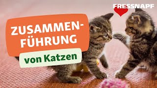 Vergesellschaftung von Katzen So klappt die Zusammenführung [upl. by Lupee]