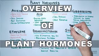 Plant Hormones  Types and Functions [upl. by Nagem]