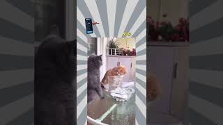 dog 🐕 cat 🐈 fun video😂😂 [upl. by Yttel]