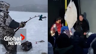 Catch of a lifetime How 3 men ice fishing in Quebec reeled in a 109pound Halibut [upl. by Lenhart]