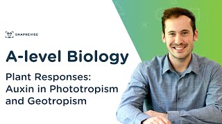 Plant Responses Auxin in Phototropism and Geotropism  Alevel Biology  OCR AQA Edexcel [upl. by Arta]