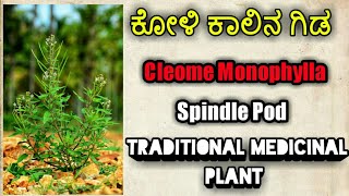 ಕೋಳಿಕಾಲಿನ ಗಿಡ Cleome Monophylla Spindle Pod [upl. by Dede]