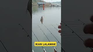 MANCING SPOT BERECEK JATILUHUR 21 OKTOBR 2024 [upl. by Tansey]