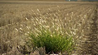 GCTV19 Feathertop Rhodes Grass Important weed management recommendations [upl. by Eetsirhc428]