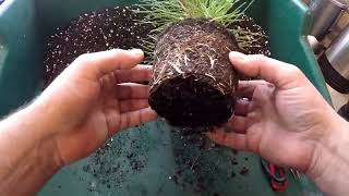 Japanese Black Pine Repotting [upl. by Gross]