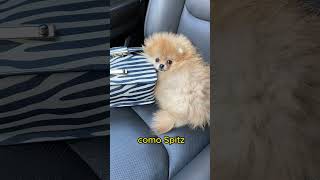 🐶 ¿Conocías el origen de los POMERANIA [upl. by Lamberto]