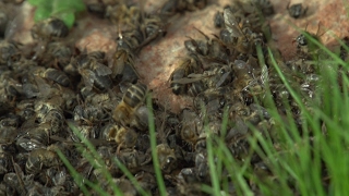 Nuestros campos se llenan de abejas muertas [upl. by Eniloj200]