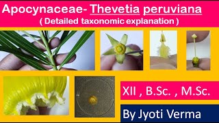 Family Apocynaceae in Hindi  Thevetia peruviana dissection  By Jyoti Verma [upl. by Enitnemelc705]