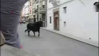 Toros sueltos por las calles de Catí [upl. by Tol698]