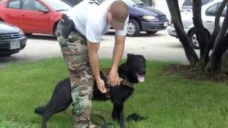 MPD Hosts K9 Training [upl. by Lud]