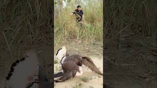 extraordinary 😱 the moment the eagle preyed on the chicken shorts amazing [upl. by Curry]