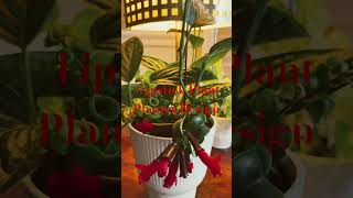 LIPSTICK PLANT PLANTER DESIGN [upl. by Danice]