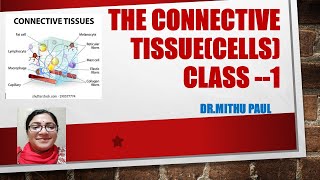 THE CONNECTIVE TISSUE CELLS CLASS 1 ANATOMY MADE EASY BY DrMITHU PAUL [upl. by Illa337]