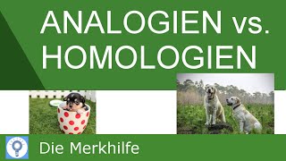 Analogien und Homologien amp Nachweis von Homologien  Systematik der Tiere  Evolution 20 [upl. by Fawna]