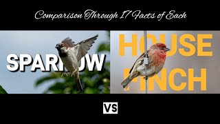 House Finch Vs Sparrow [upl. by Eldnik]