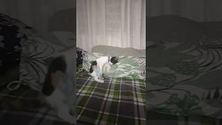 cats to play mice funnycati comedy funny shortsvideo [upl. by Yahsal]