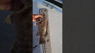 FALL Blackfishing is 🔥 youtube tautog fishing Northshore seafood viralvideo shortsvideo nyc [upl. by Epilef394]