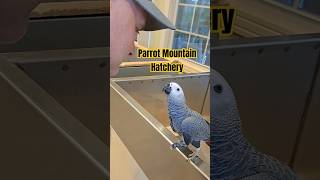 Precious African Grey at Parrot Mountain [upl. by Knitter]