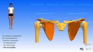 La ceinture scapulaire [upl. by Ilahtan]