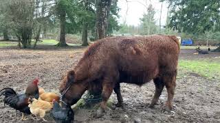 Dexter Family Milk Cows Steer Prep [upl. by Annatsirhc]