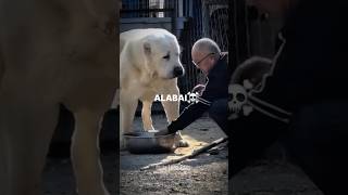 TRANSFORMAÇÕES💀ALABAI AKITA AMERICANO DOGO ARGENTINO PITBULL alabaipitbulldogoargentinoakita [upl. by Resor]