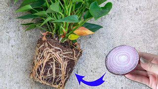 Please do this urgently  Anthurium will bloom like crazy and produce lots of roots [upl. by Arlie159]