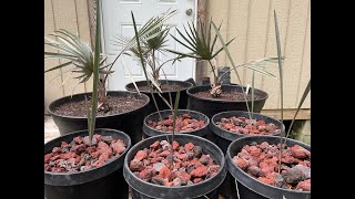 Yet Another Bismarck Palm Update Bismarckia Nobilis [upl. by Haskell]