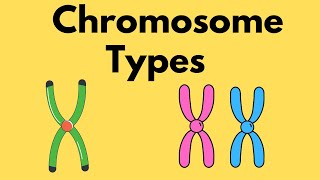 Types of Chromosomes  Sister Chromatids  Homologous Chromosomes [upl. by Mannes]