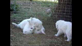 Maremma sheepdog pups play behaviour [upl. by Atinahs]