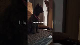 Lily has a Lick e Lix [upl. by Adnol]