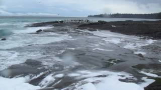 SALISH SEA HERRING SPAWN pt 2  HORNBY ISLAND BC  MARCH 2011 [upl. by Ama249]