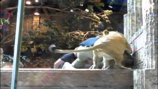 Las Vegas lion attack caught on camera [upl. by Aramit645]