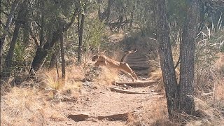 Mountain Lion Hunts Deer [upl. by Ailegave]