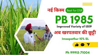 PB 1985 किसानों के लिए वरदान  Best Seeds for Farmers  AGROF [upl. by Astiram]