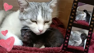 A kitten born to a stray cat is growing up [upl. by Anirres]