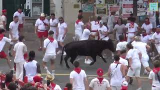 Fêtes de Bayonne 2024Courses de Vaches 2 [upl. by Ecinej]