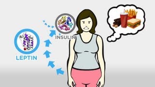 The Skinny on Obesity Ep 3 Hunger and Hormones A Vicious Cycle [upl. by Rinaldo]