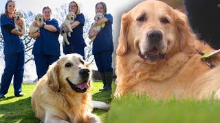 Golden Retriever ‘Dog Father’ Has Fathered 323 Puppies [upl. by Nalorac]