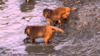 Monkeys gathered around a Sunderbans mangrove swamp searching for crabs and seafood [upl. by Taryne523]