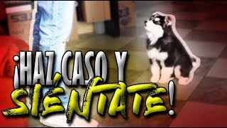 Cómo EMPEZAR a entrenar a mi perrocachorro y a sentarse  Adiestramiento Canino  MartGon [upl. by Attezi]