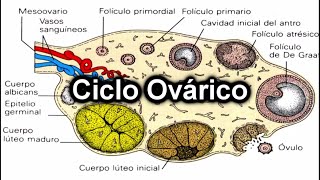 Ciclo Ovárico  Documental de Embriología [upl. by Avihs]