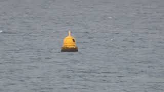 OSR Yellow Buoy Open Sea Range North Plymouth Sound England 15th September 2024 [upl. by Ahsieka]