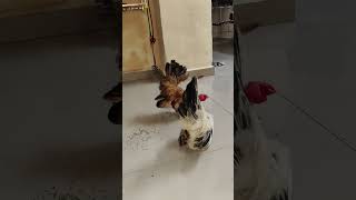 Both patner are best japanesebantom bantam bantamchicken [upl. by Elletnahc]