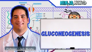 Metabolism  Gluconeogenesis [upl. by Wincer]