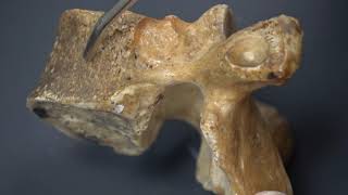 Thoracic Vertebrae and Rib Osteology plus the Ligaments of the Costovertebral joints [upl. by Ithaman]