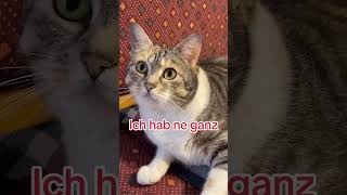 Hallöchen🤗 eventuell heidi cats cats shorts short Storyfeed trendingshorts viralshorts [upl. by Strepphon]